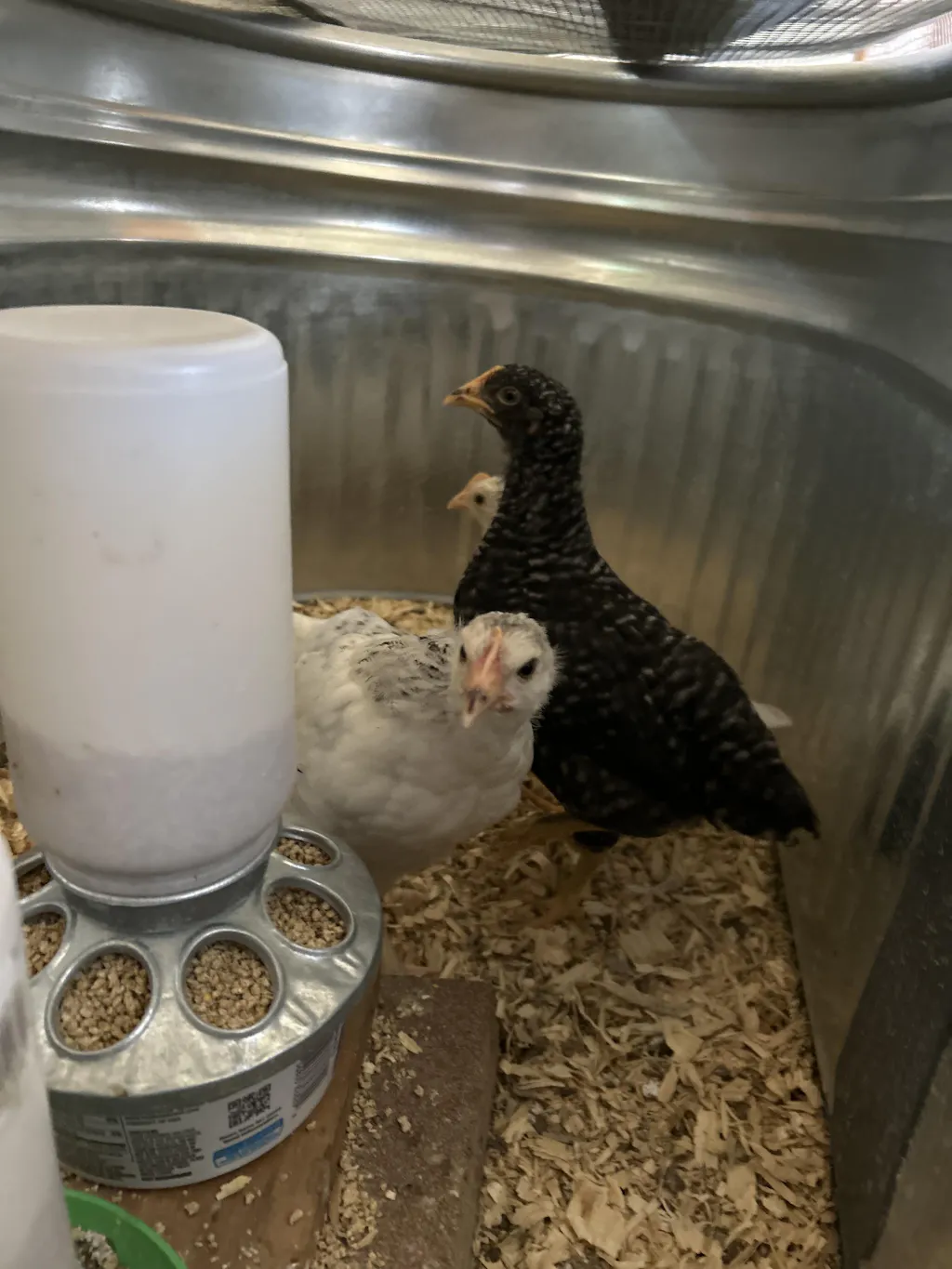 Herb Supplement For Backyard Chickens