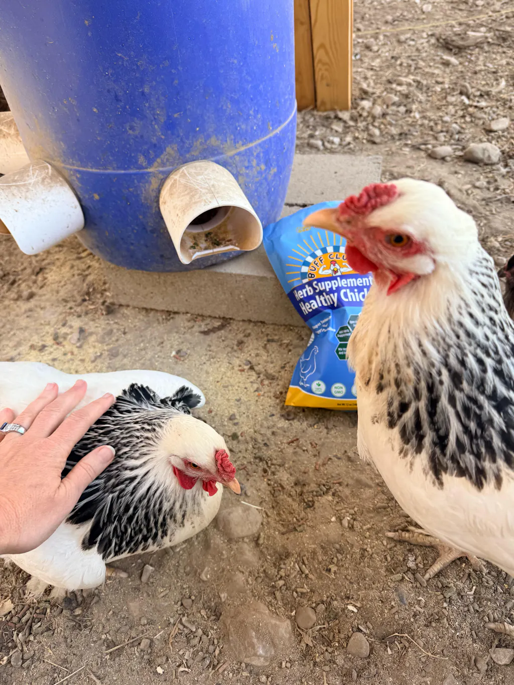 Herb Supplement For Backyard Chickens