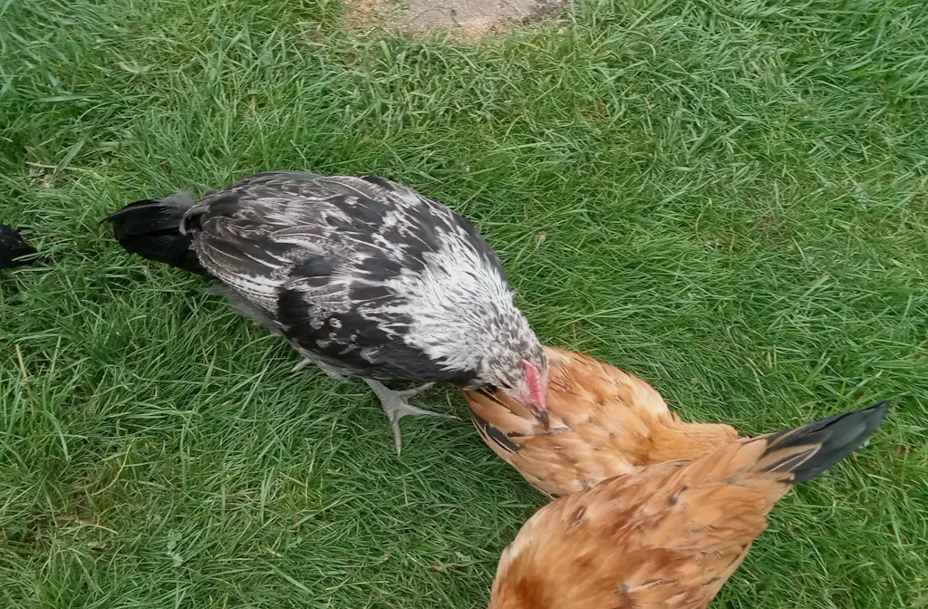 Herb Supplement For Backyard Chickens