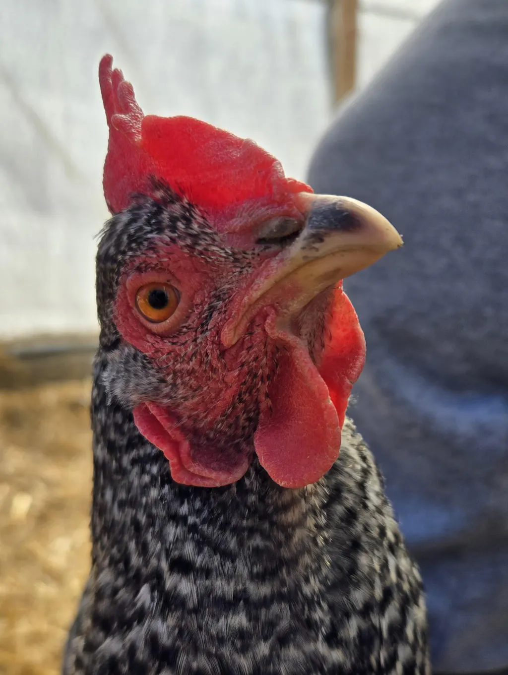Herb Supplement For Backyard Chickens
