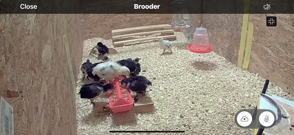 Herb Supplement For Backyard Chickens