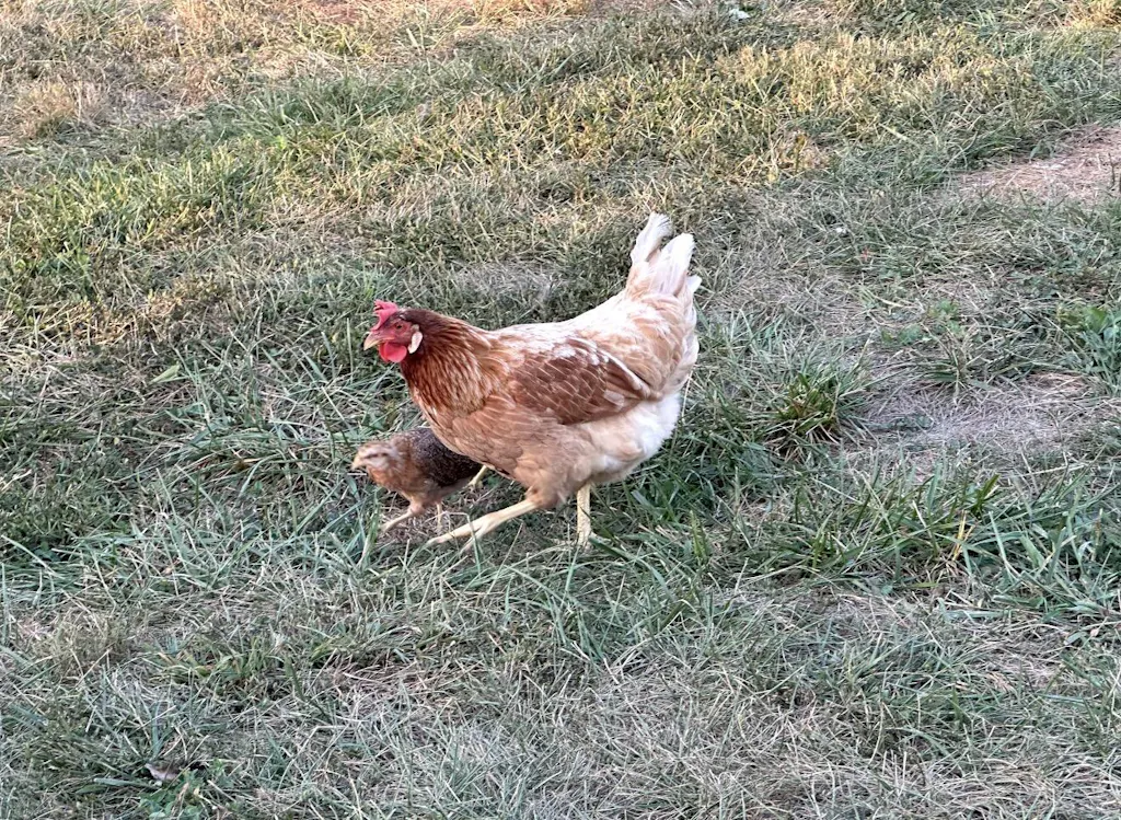 Herb Supplement For Backyard Chickens