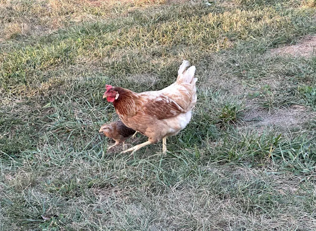 *2-Pack Bundle* Herb Supplement for Backyard Chickens