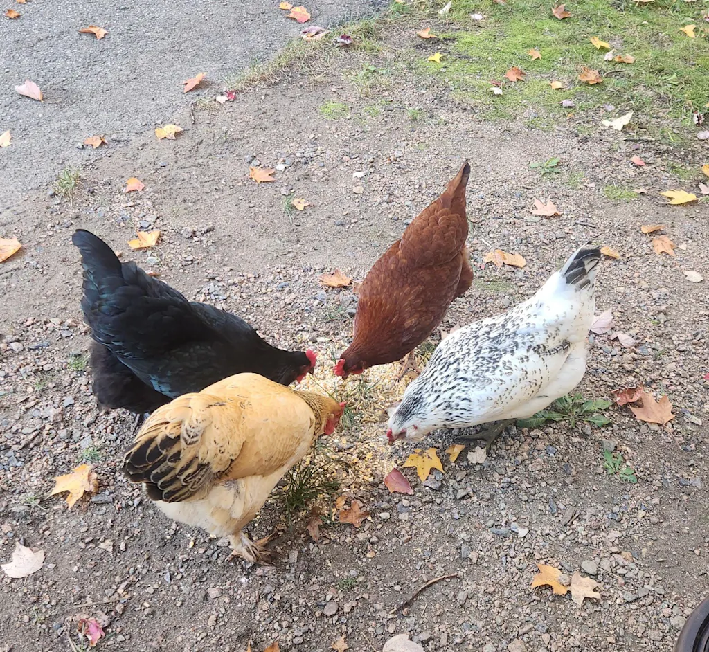 Herb Supplement For Backyard Chickens