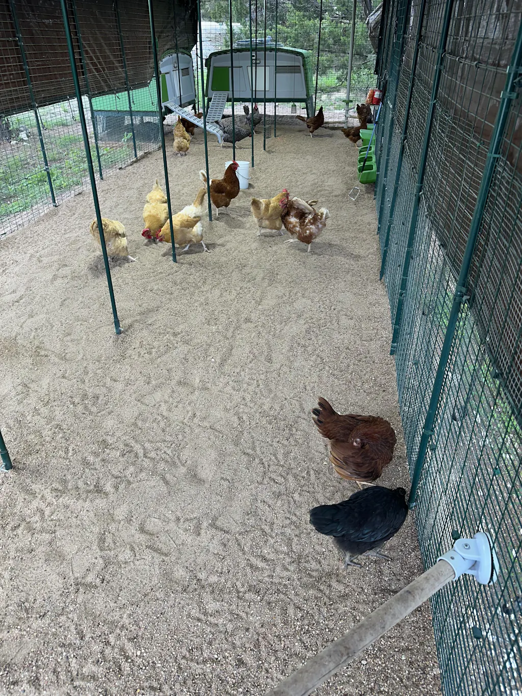 Herb Supplement For Backyard Chickens