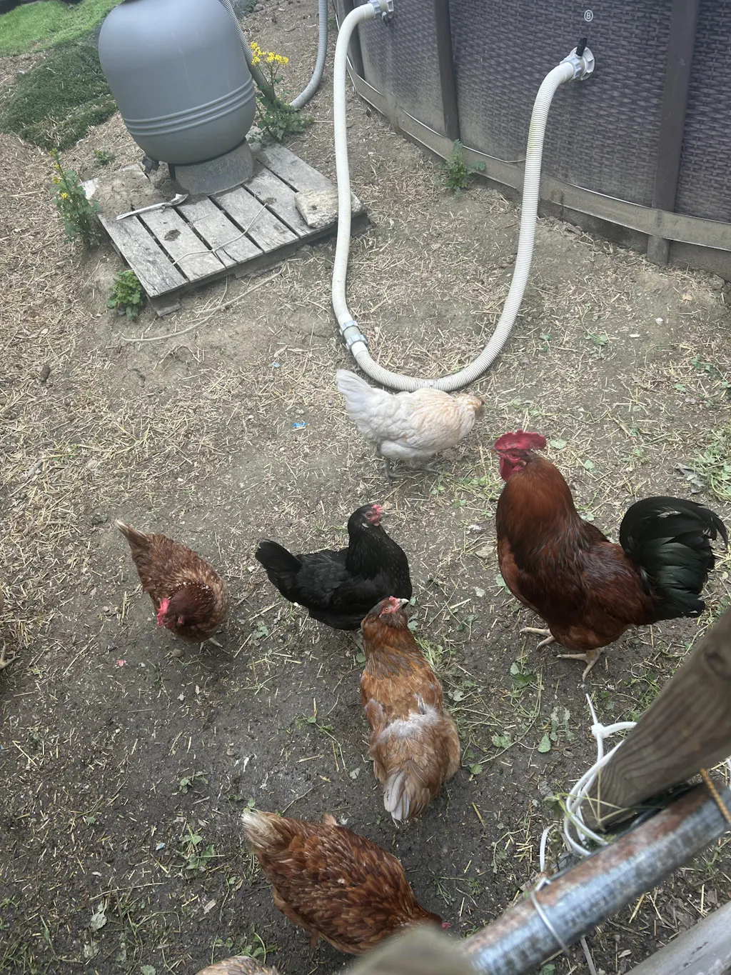 Herb Supplement For Backyard Chickens