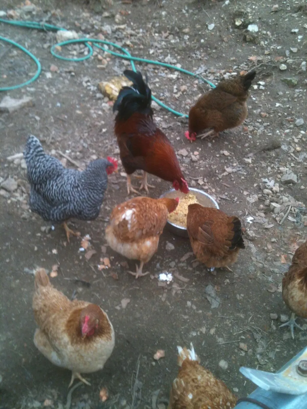 Herb Supplement For Backyard Chickens