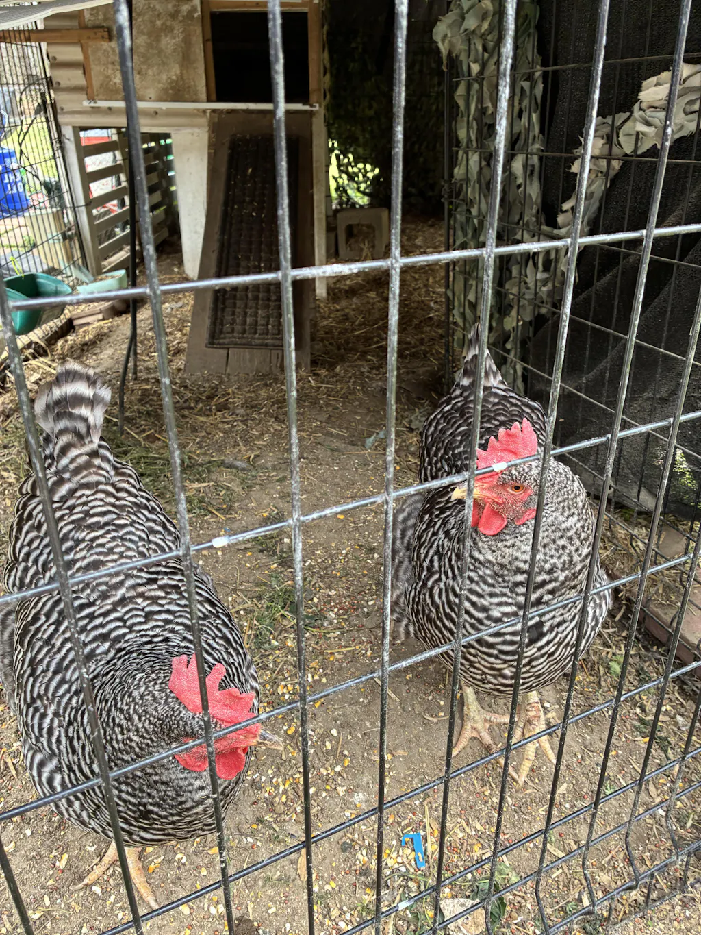 Herb Supplement For Backyard Chickens