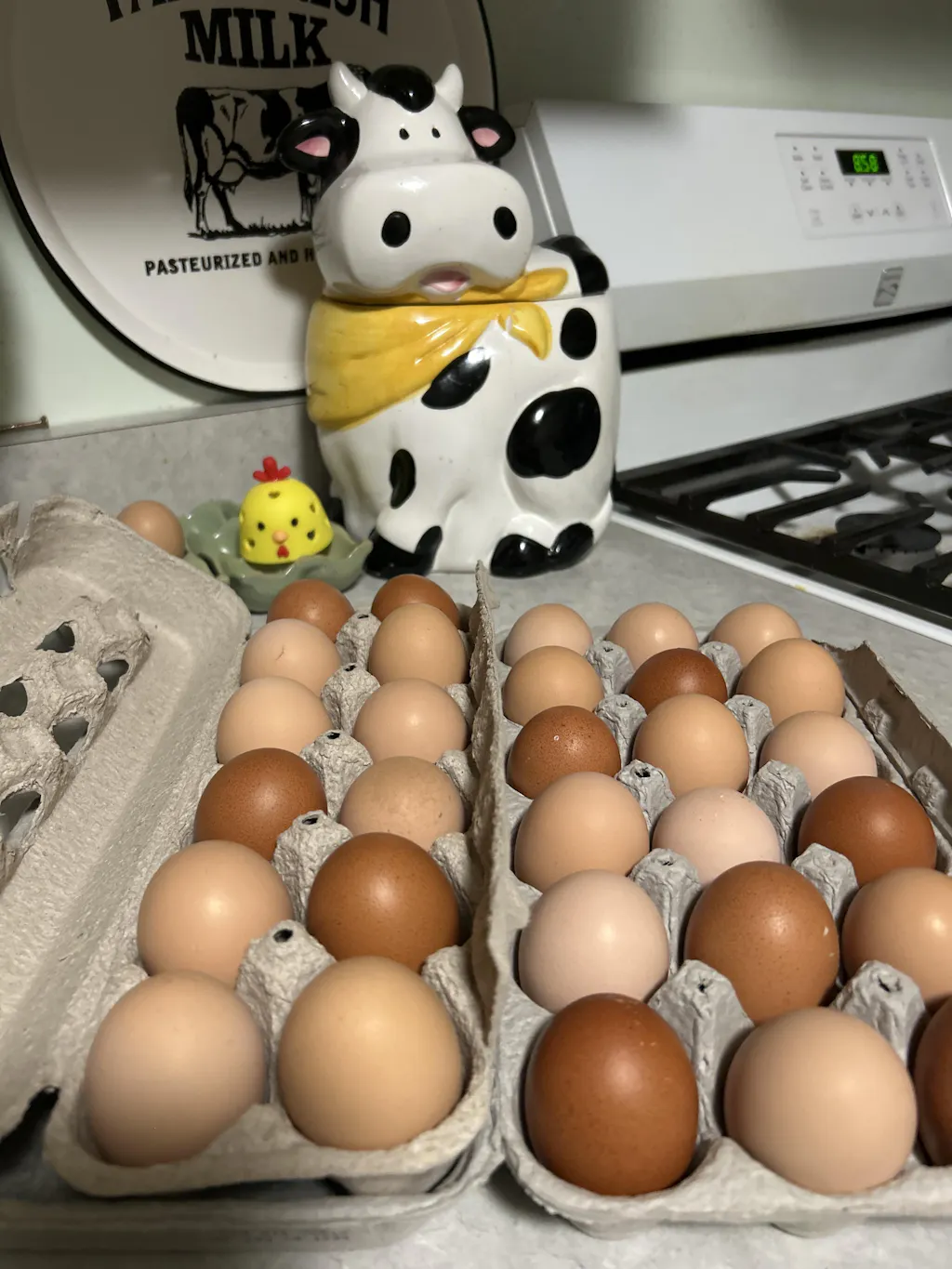 Herb Supplement For Backyard Chickens