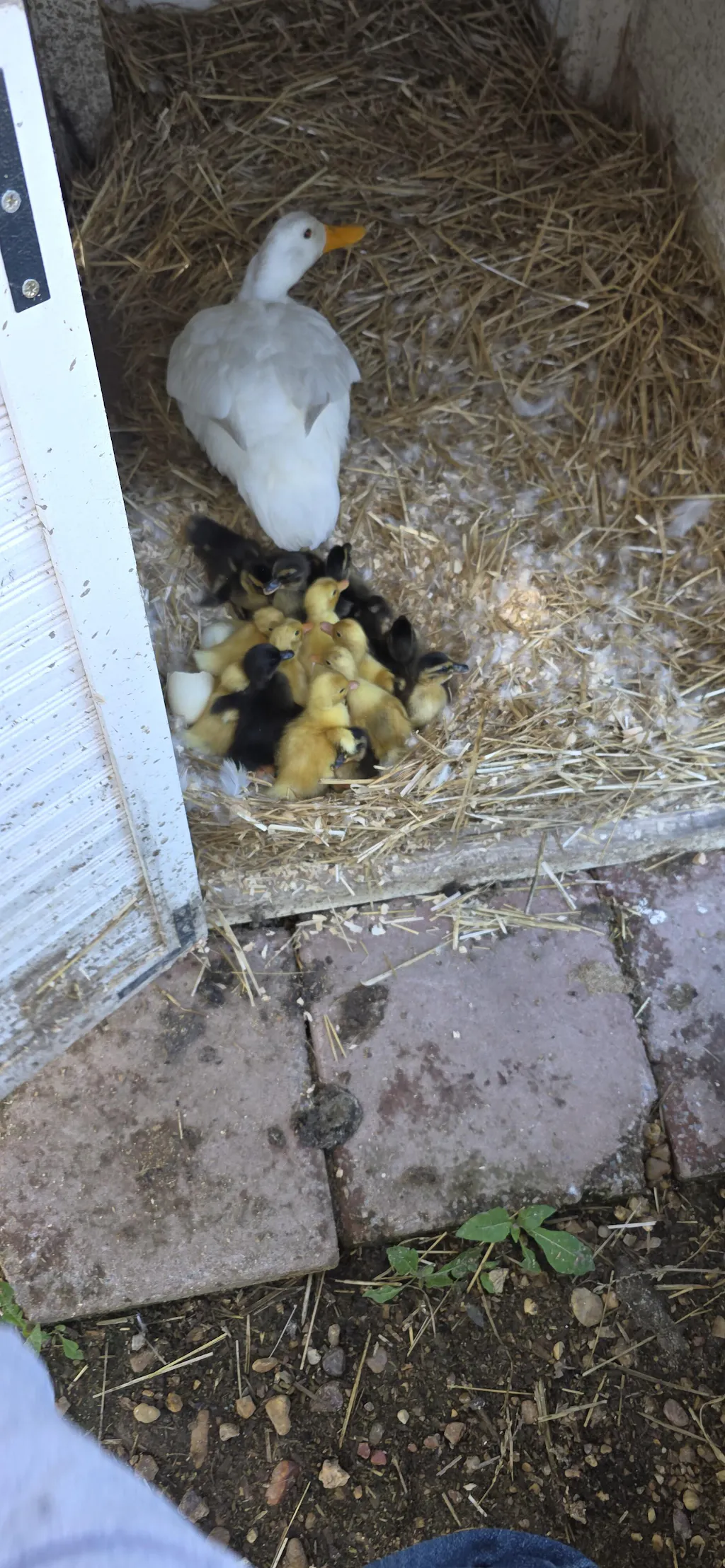 Herb Supplement For Backyard Chickens