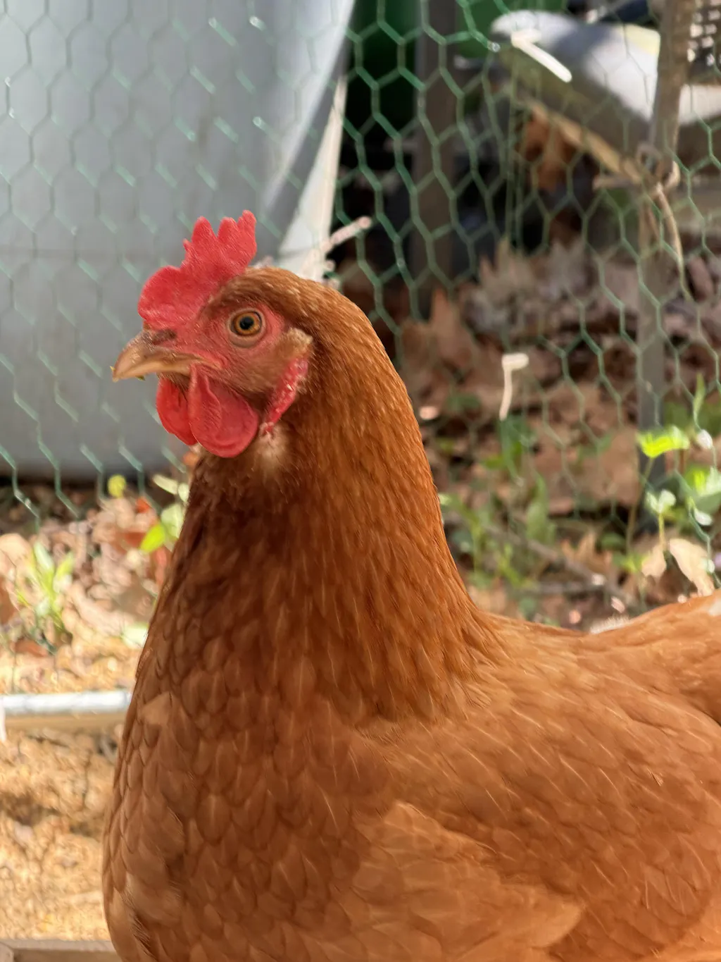 Herb Supplement For Backyard Chickens
