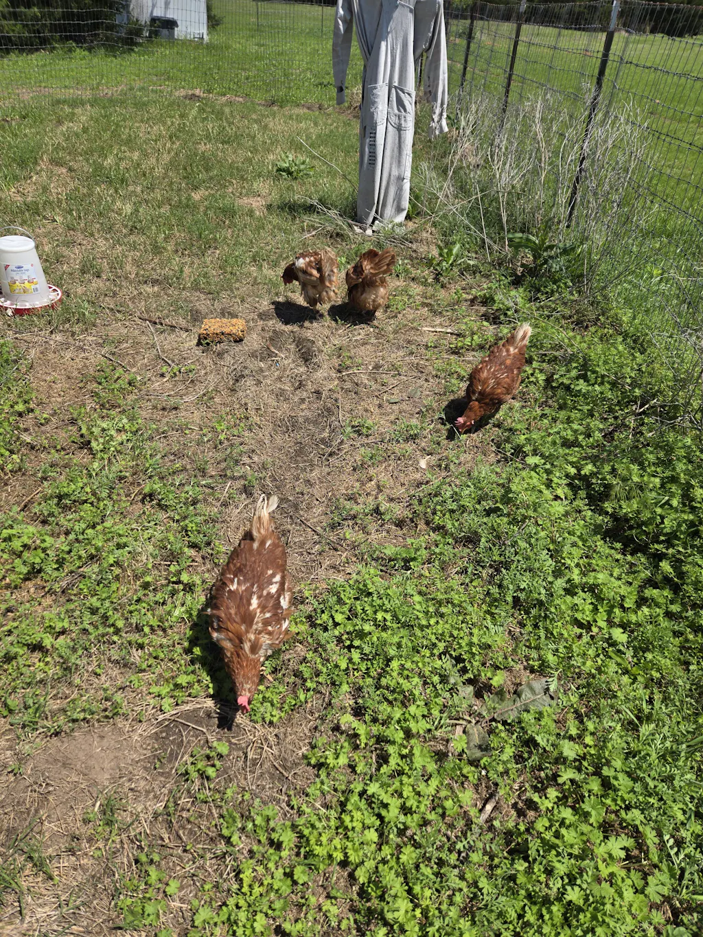 Herb Supplement For Backyard Chickens