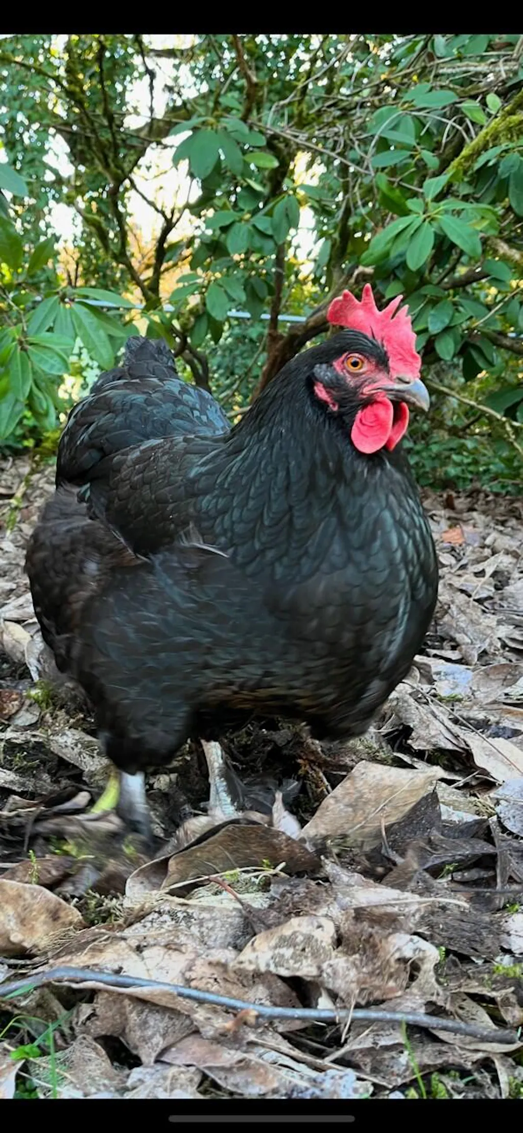 Herb Supplement For Backyard Chickens