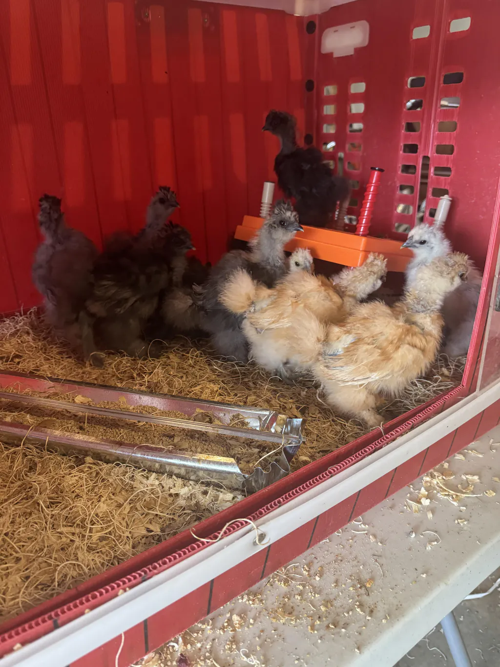 Herb Supplement For Backyard Chickens