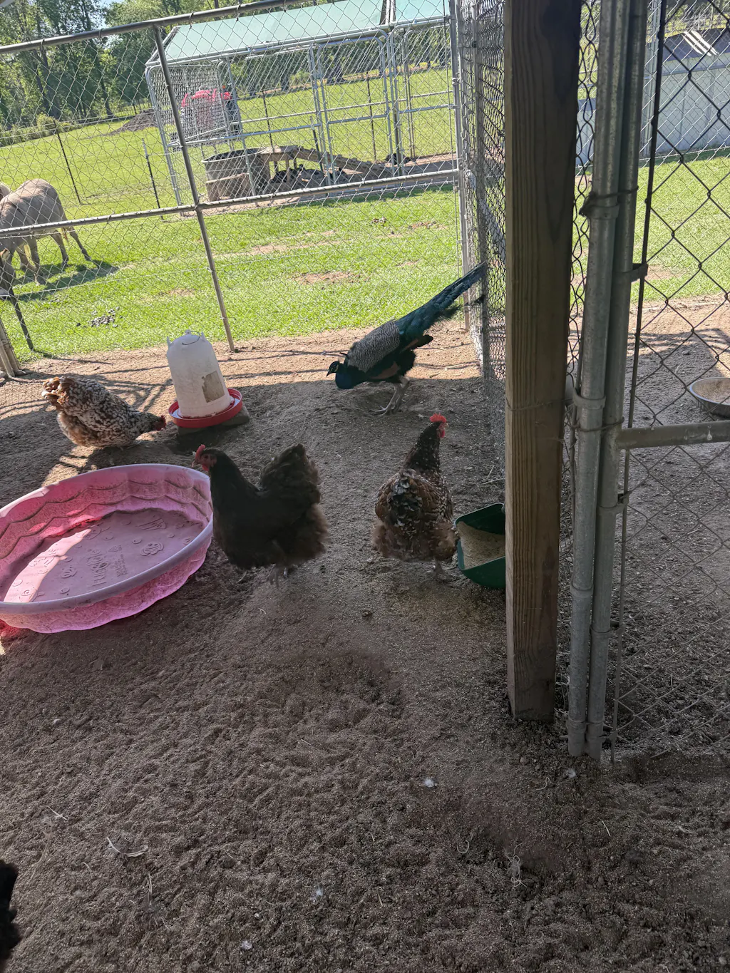 Herb Supplement For Backyard Chickens
