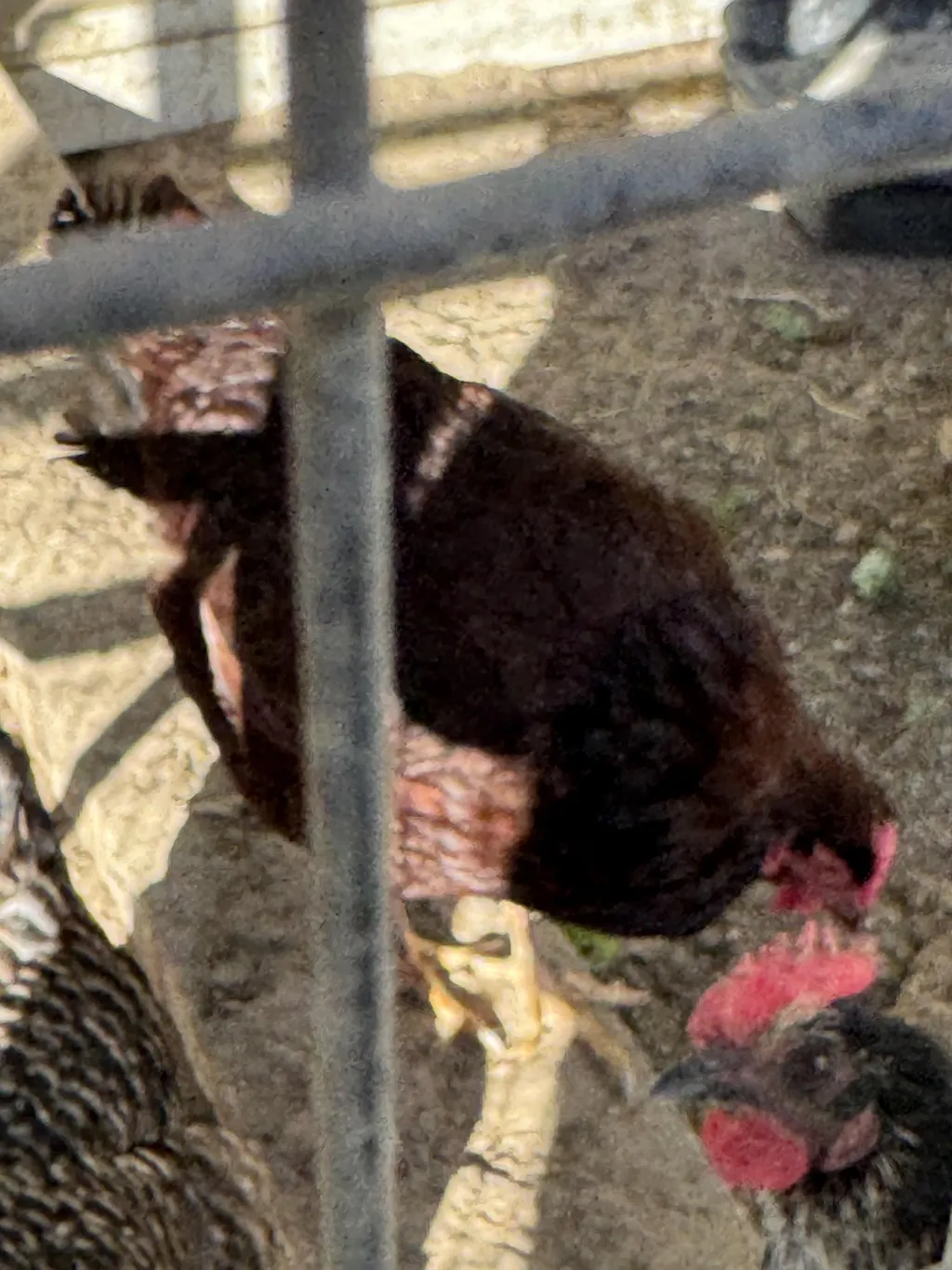Herb Supplement For Backyard Chickens