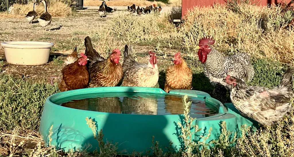 Herb Supplement For Backyard Chickens