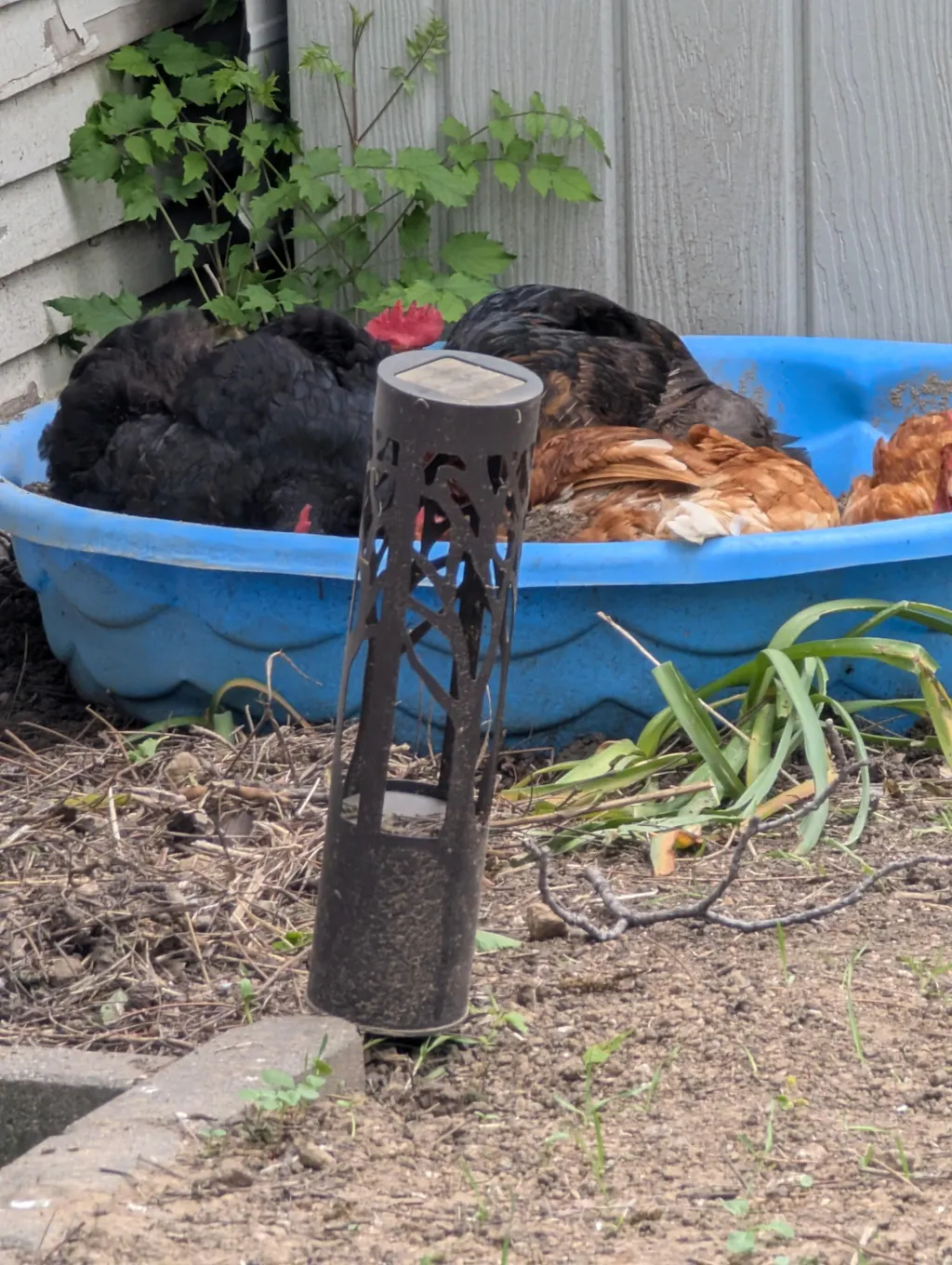Herb Supplement For Backyard Chickens