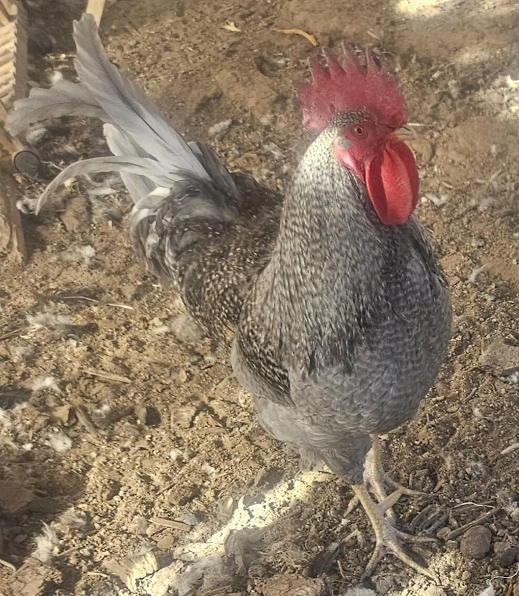 Herb Supplement For Backyard Chickens