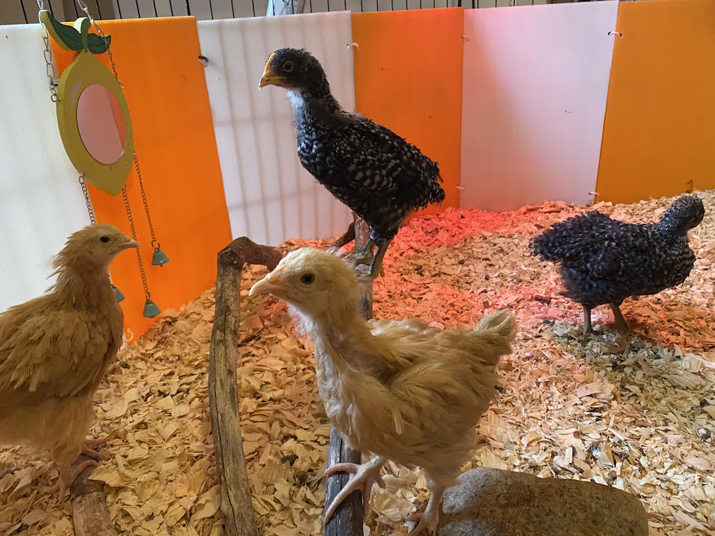 Herb Supplement For Backyard Chickens