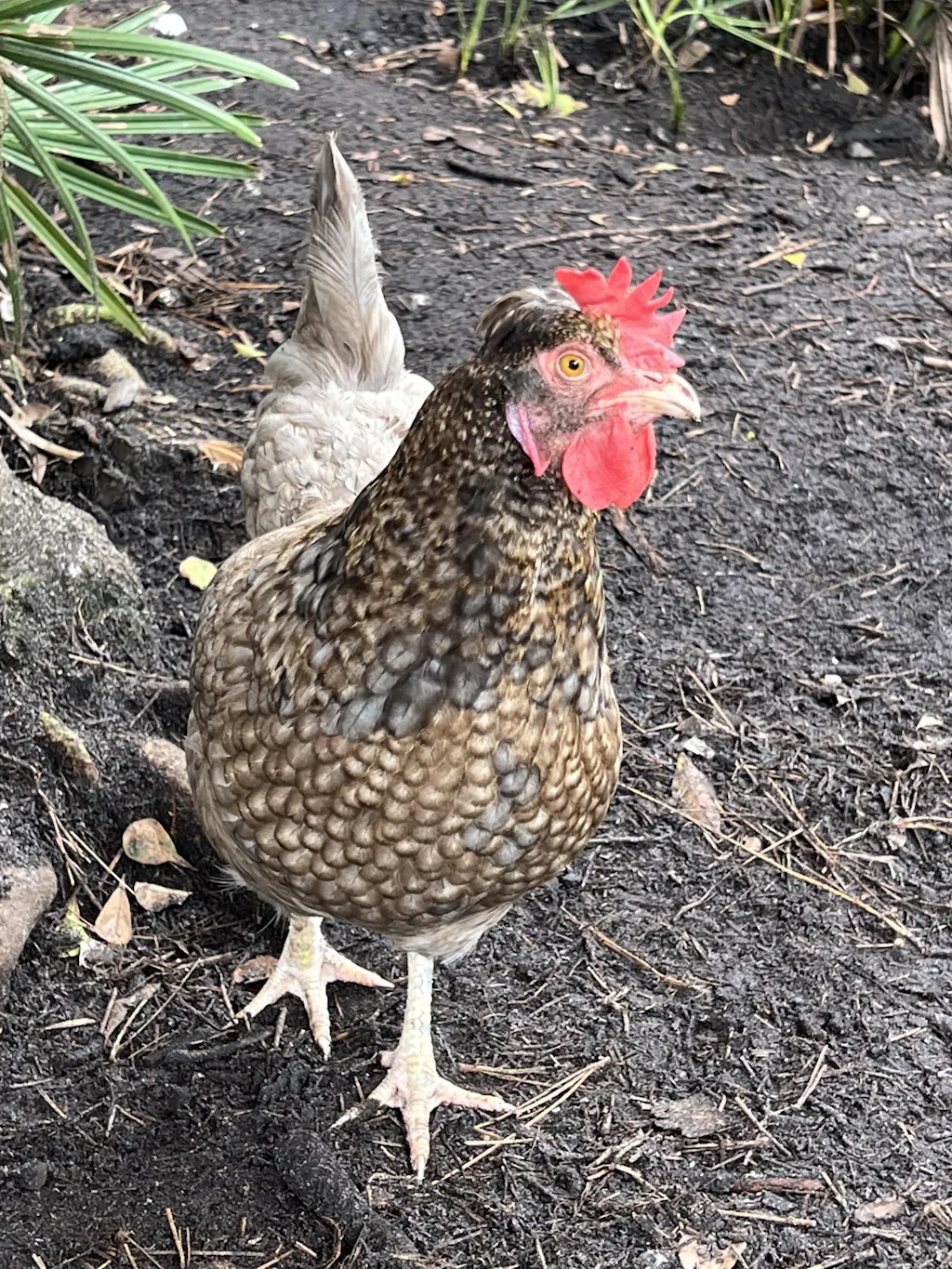 Herb Supplement For Backyard Chickens
