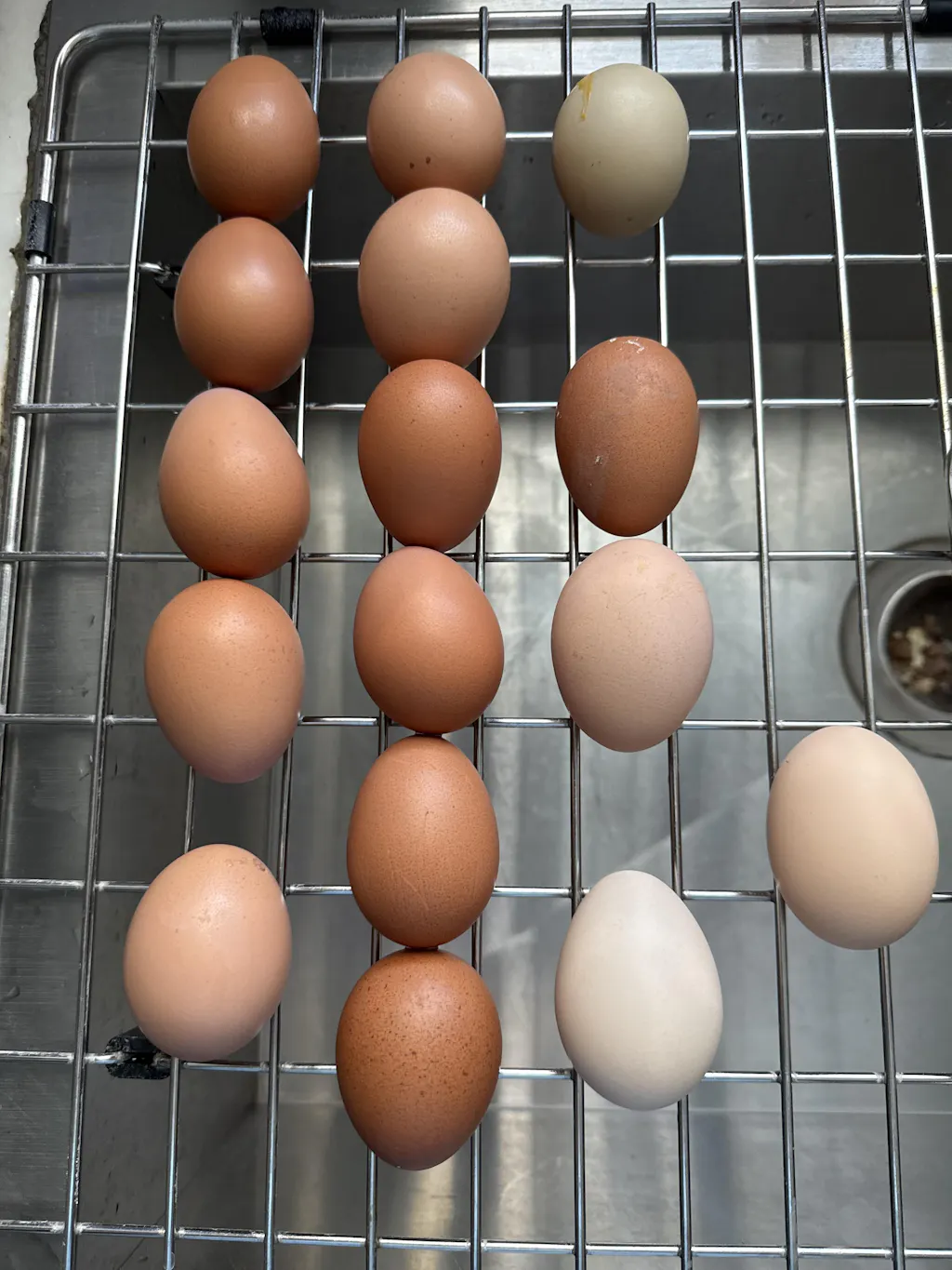 Herb Supplement For Backyard Chickens