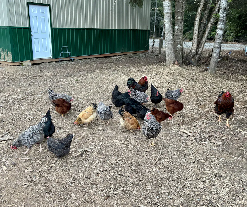 Herb Supplement For Backyard Chickens