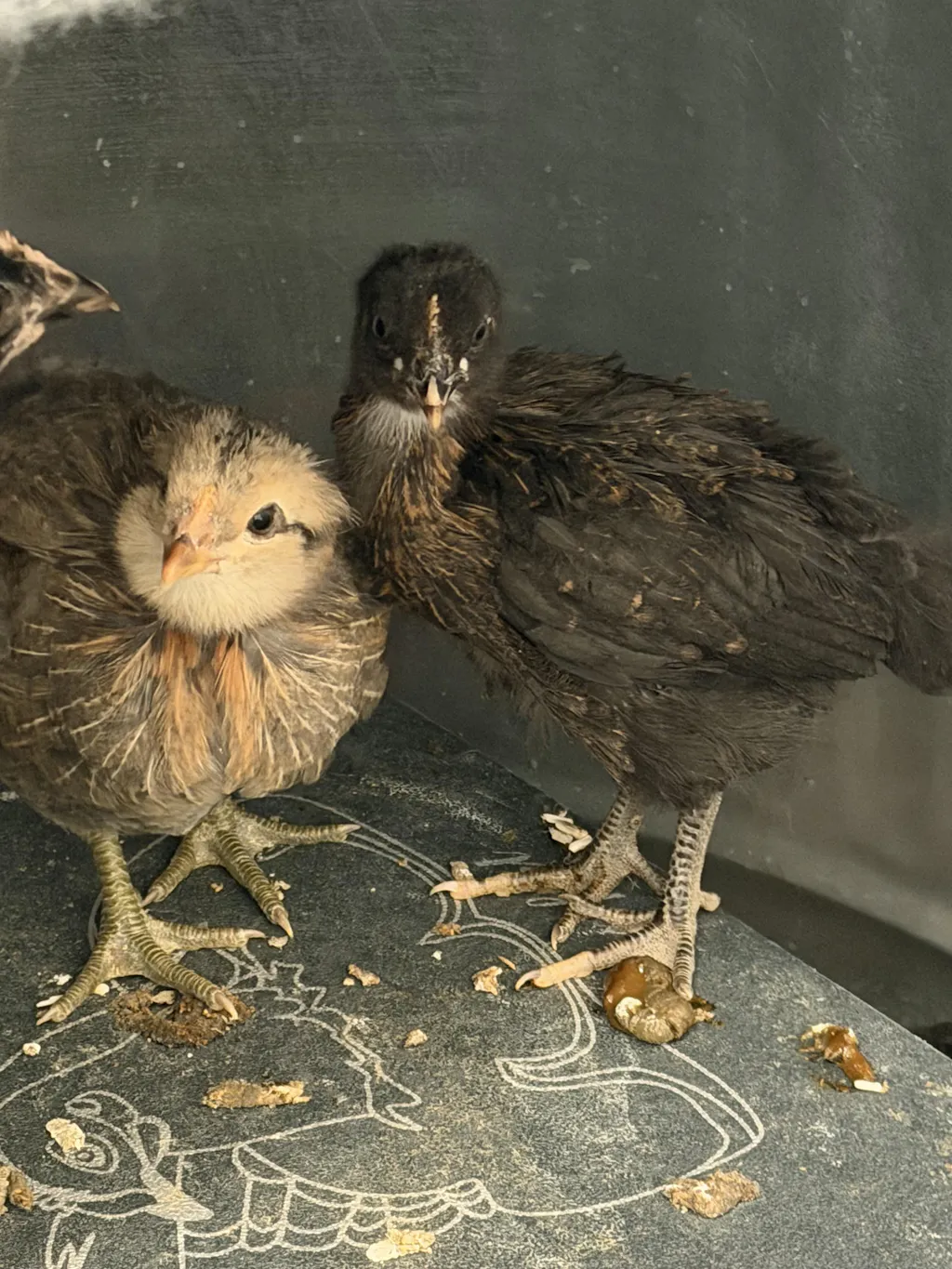 Herb Supplement For Backyard Chickens