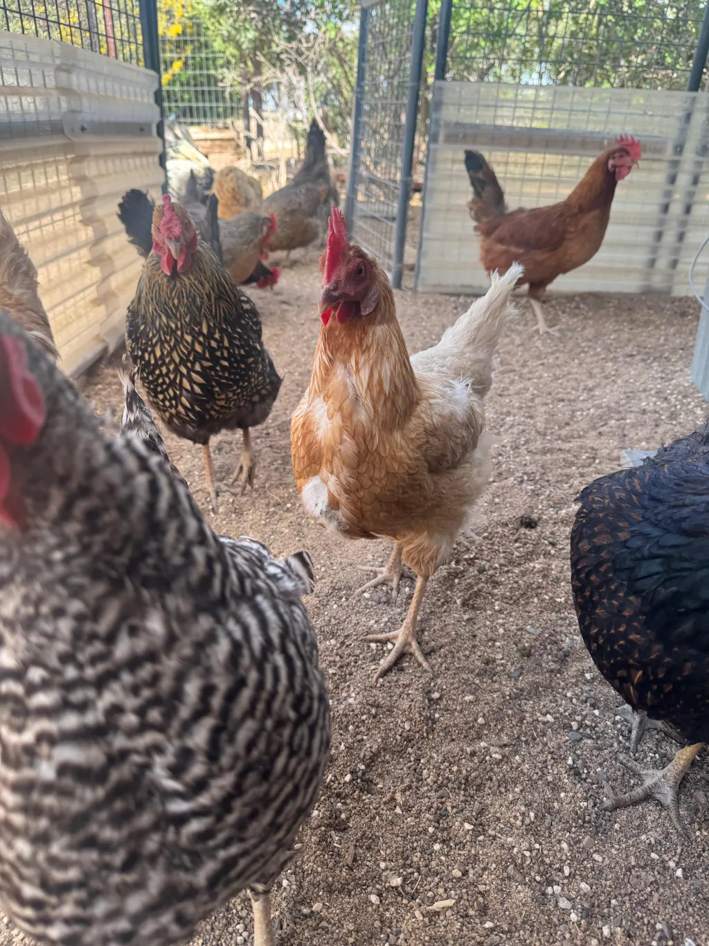 WormStop – Natural Dewormer for Chickens