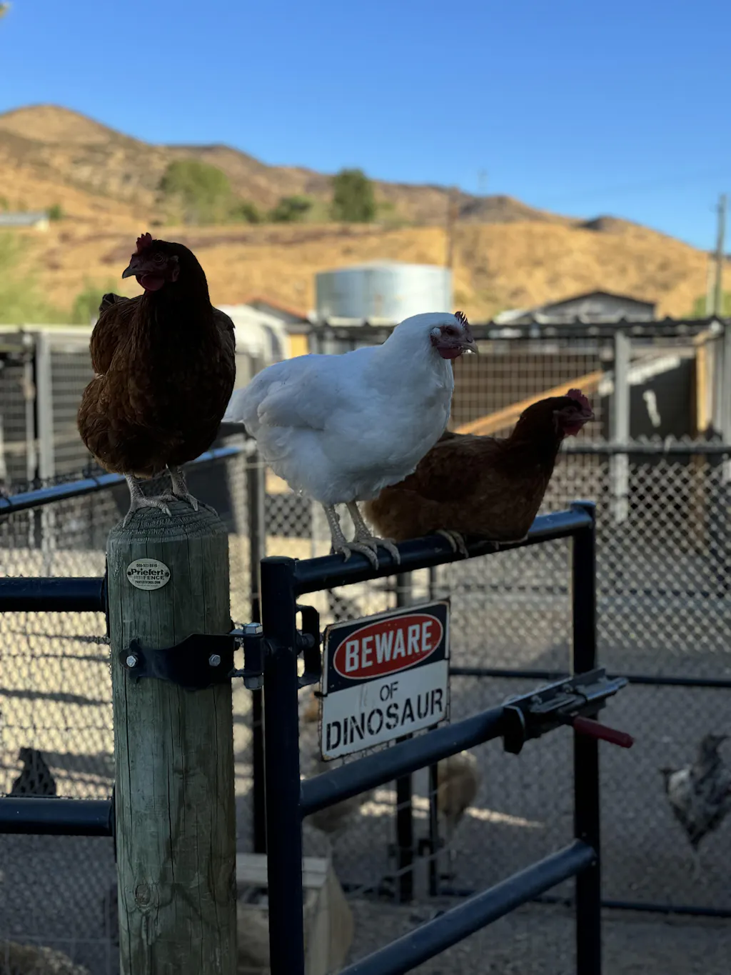 Herb Supplement For Backyard Chickens