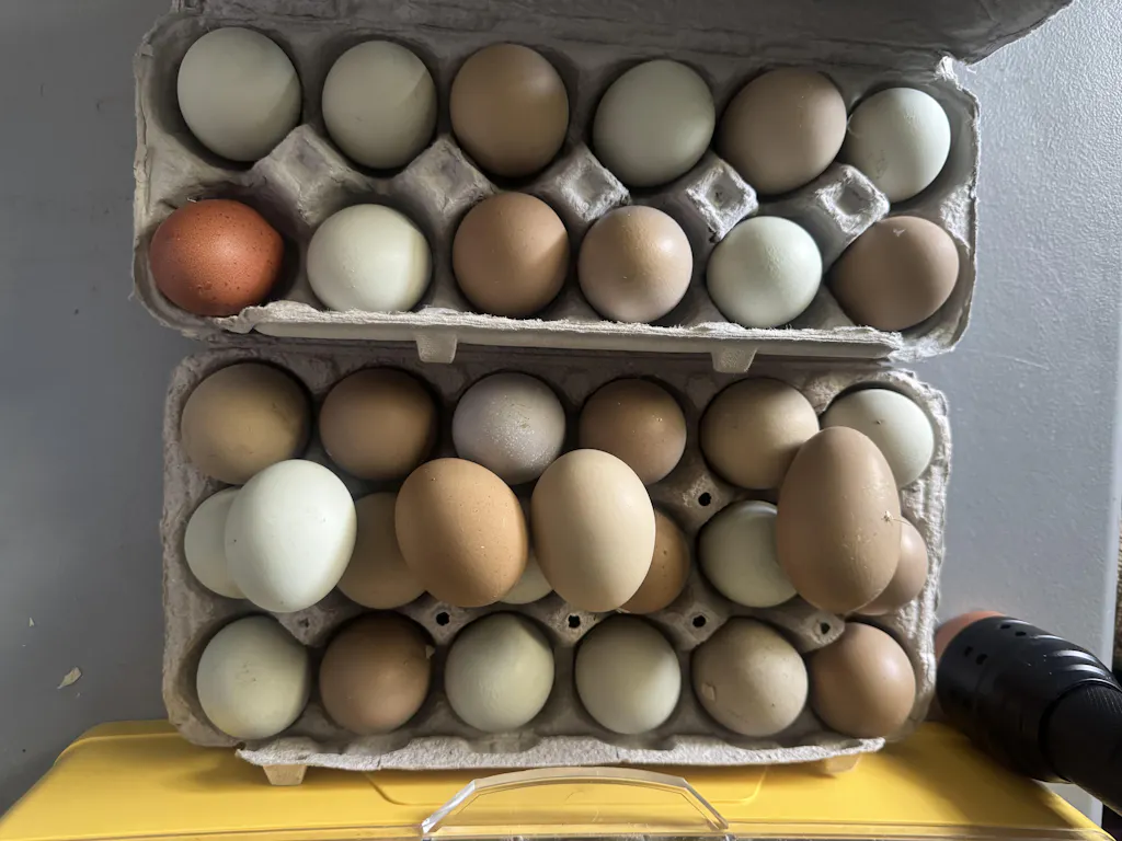 Herb Supplement For Backyard Chickens