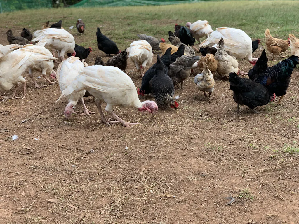 Herb Supplement For Backyard Chickens