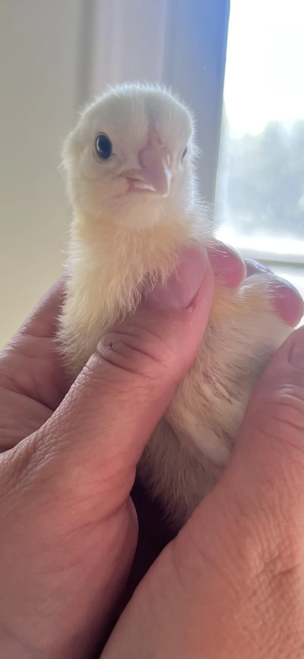 Herb Supplement For Backyard Chickens