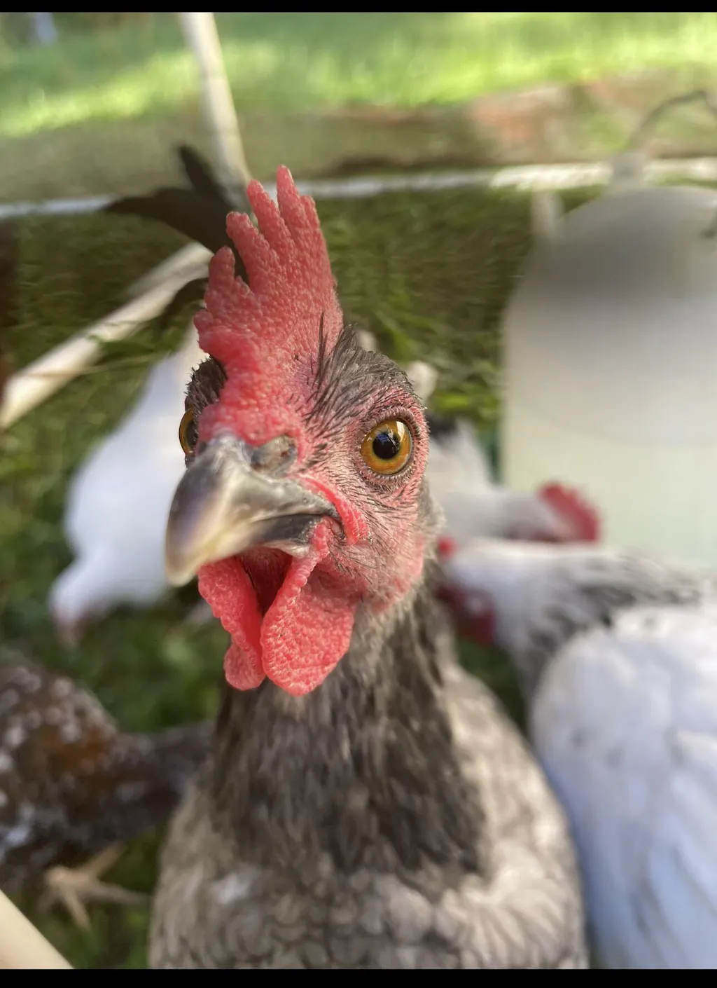 Herb Supplement For Backyard Chickens