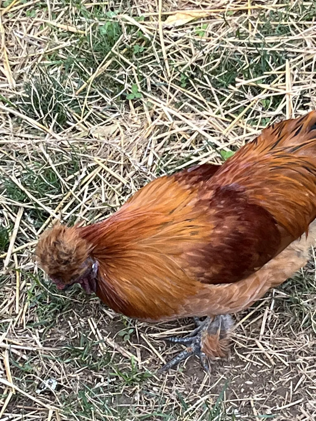 Herb Supplement For Backyard Chickens