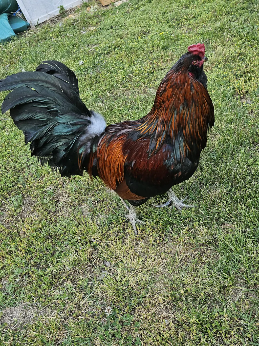 Herb Supplement For Backyard Chickens