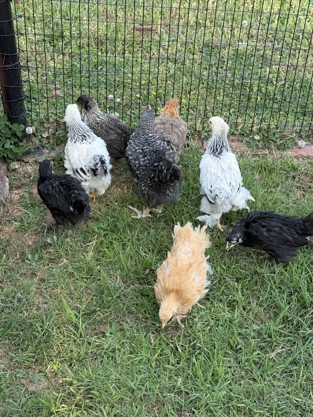 Herb Supplement For Backyard Chickens