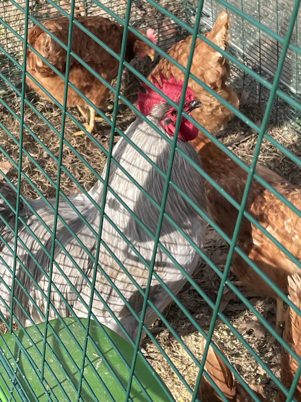 Herb Supplement For Backyard Chickens