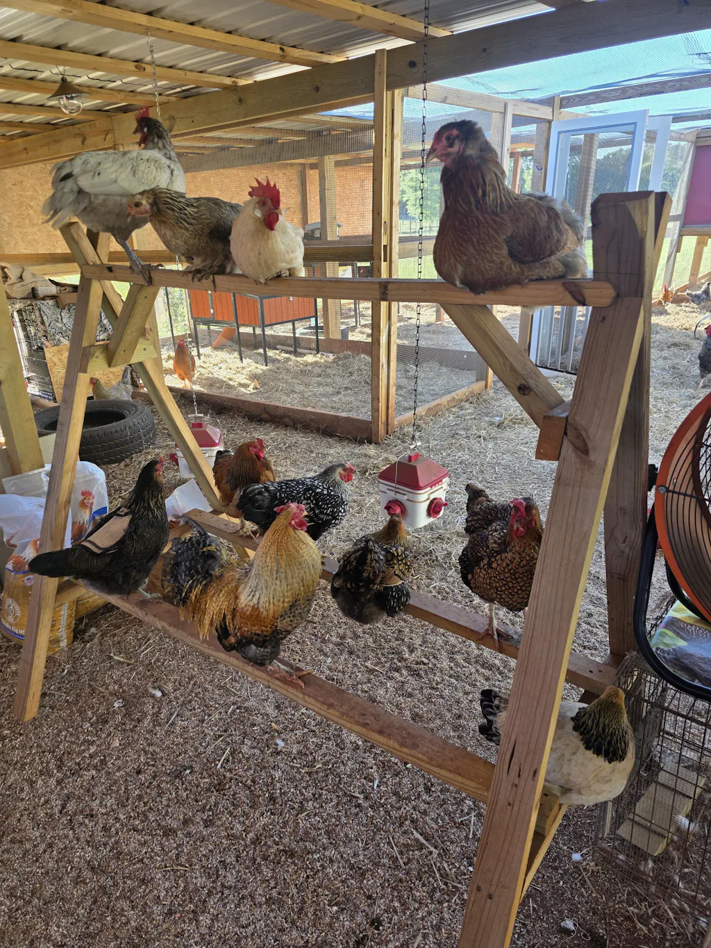Herb Supplement For Backyard Chickens