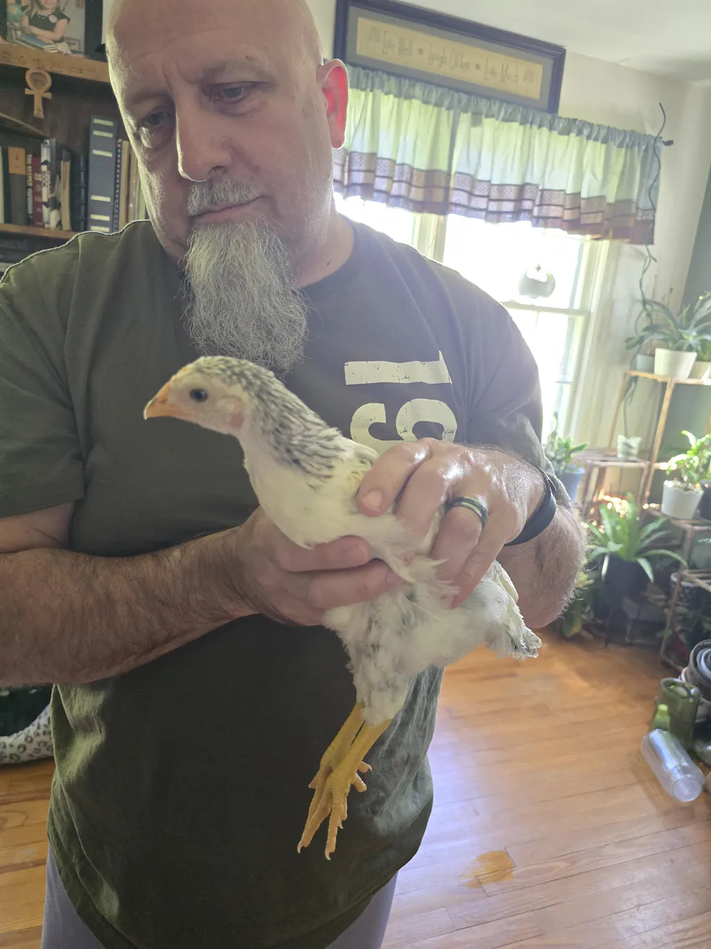 Herb Supplement For Backyard Chickens