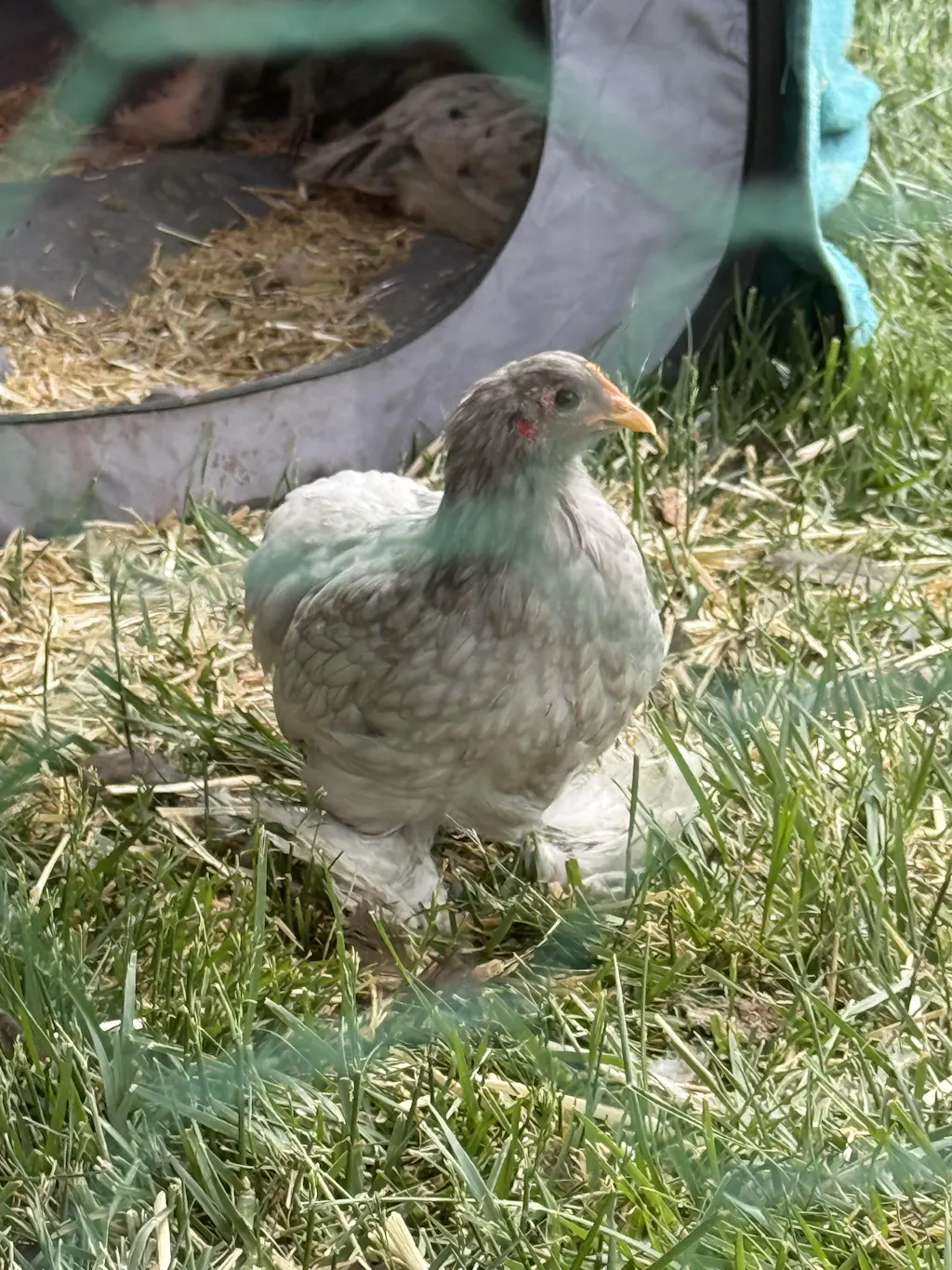 Herb Supplement For Backyard Chickens