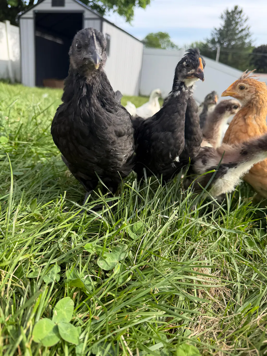 Buff Clucks