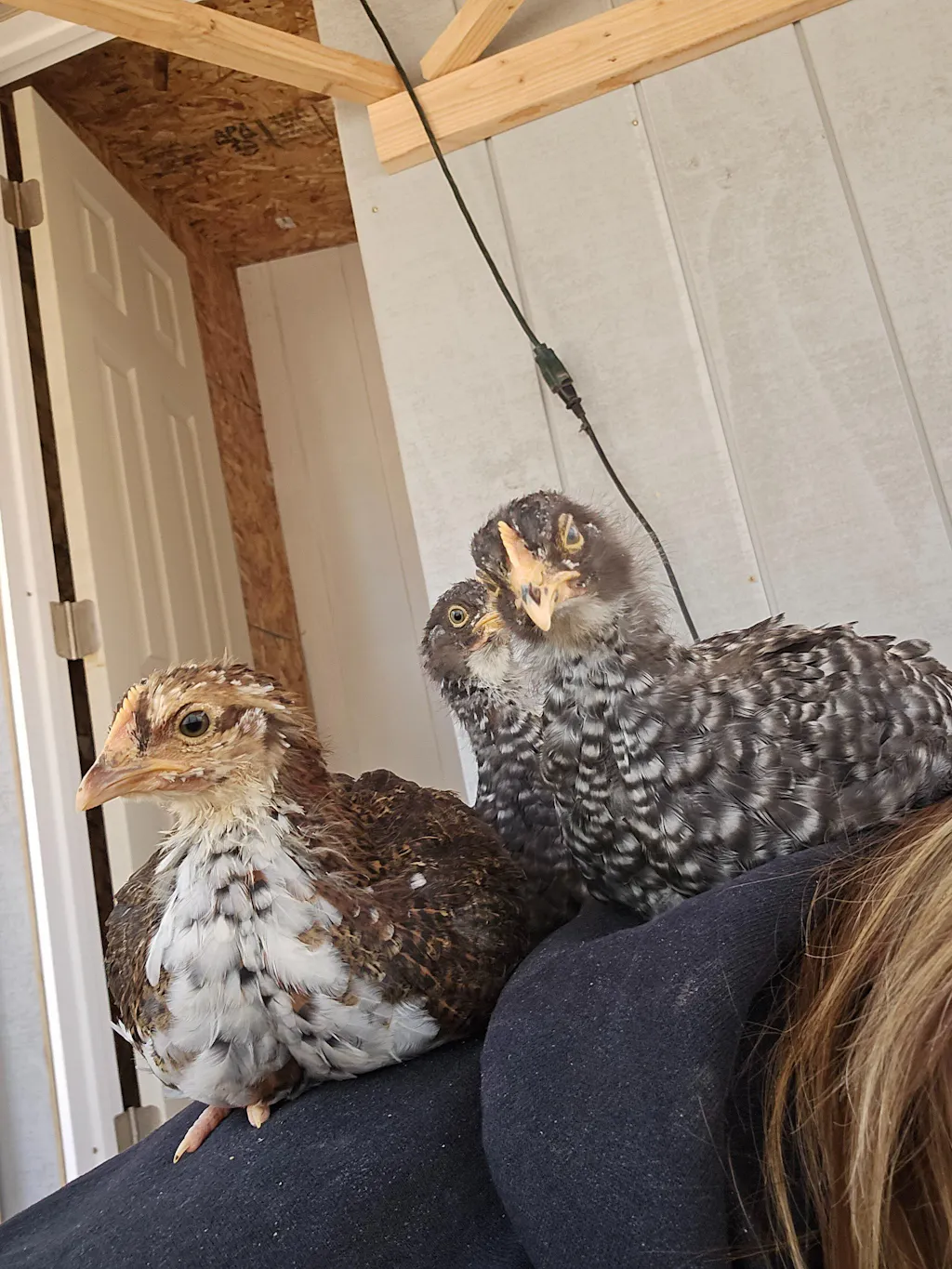 Buff Clucks