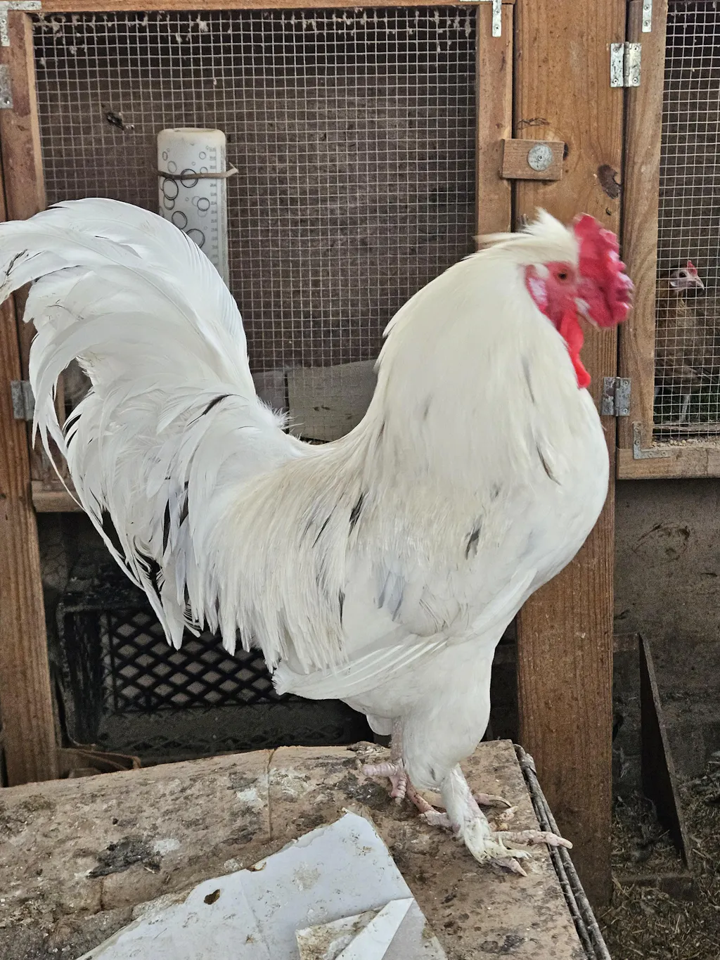 Buff Clucks