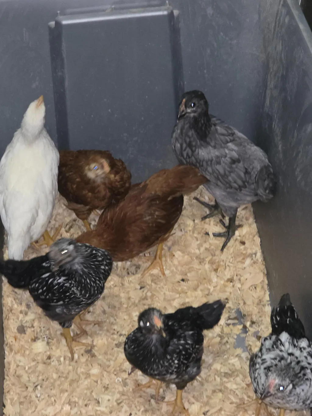 ChickStrong - Herbal Support for a Strong Start