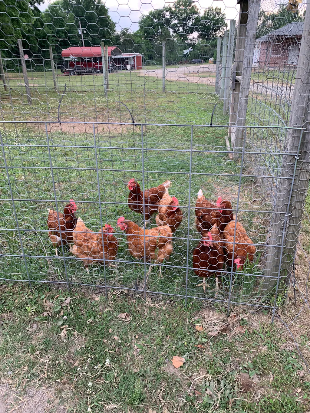 Herb Supplement For Backyard Chickens