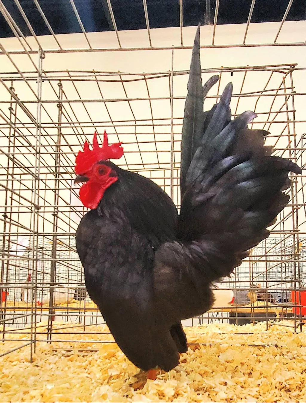 Herb Supplement For Backyard Chickens