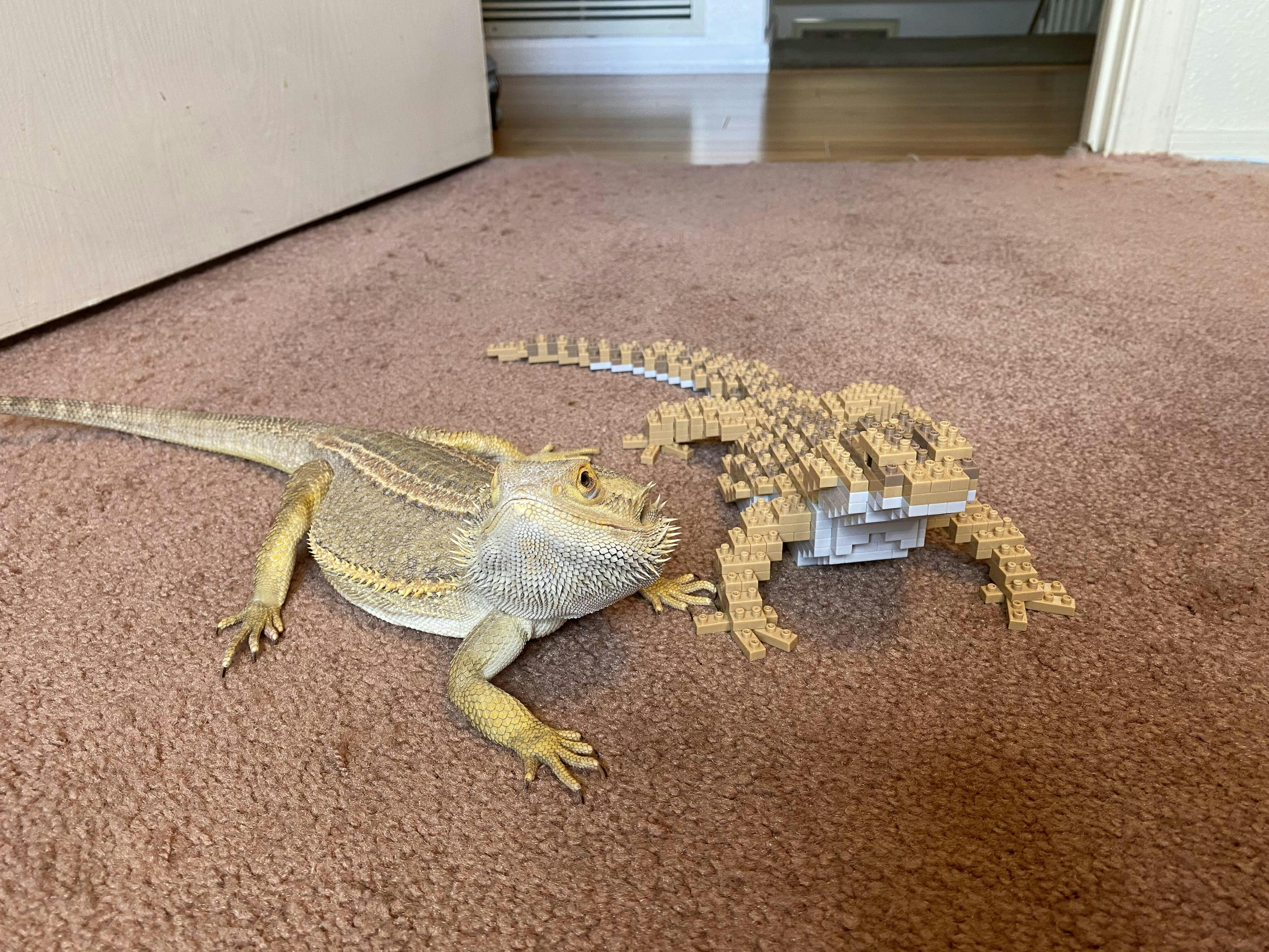 Bearded Dragon - Pet Building Kit - Build 'Em Pets