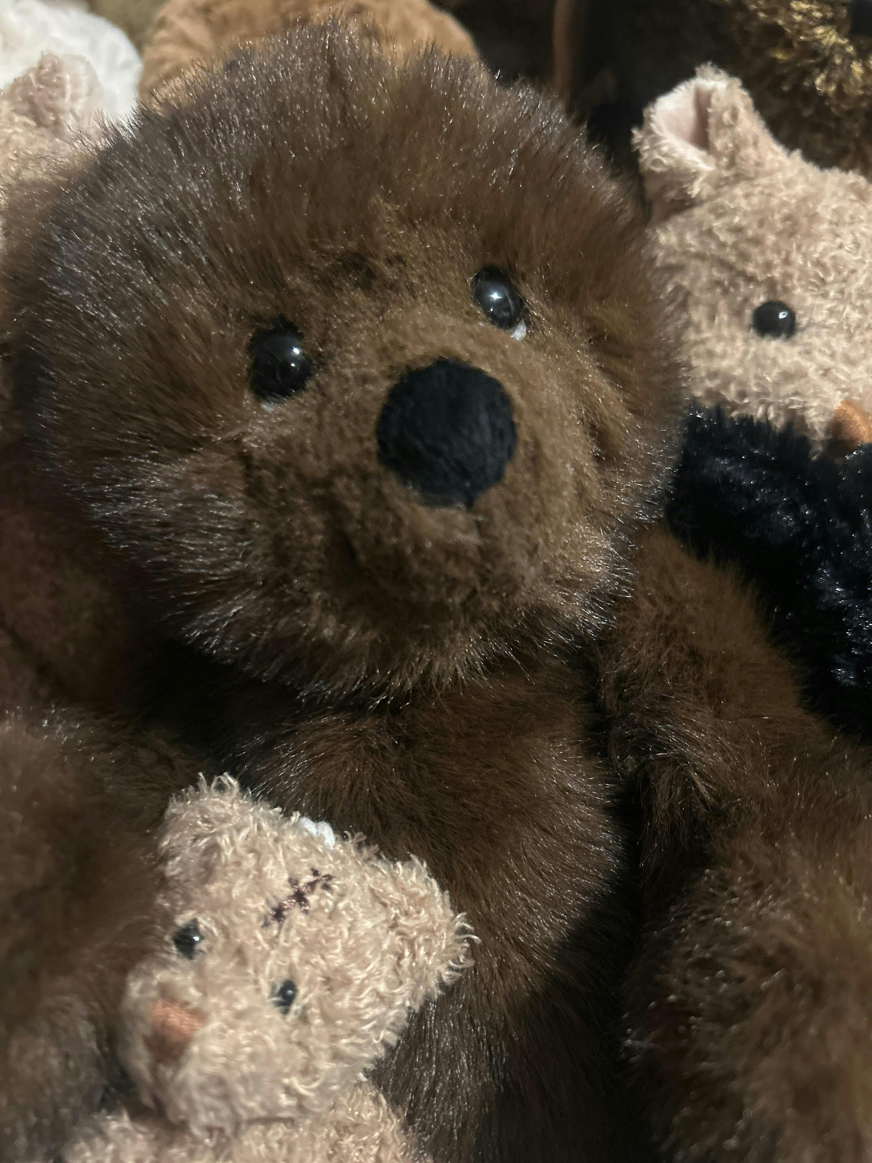Witold The Great – Bukowski Bears