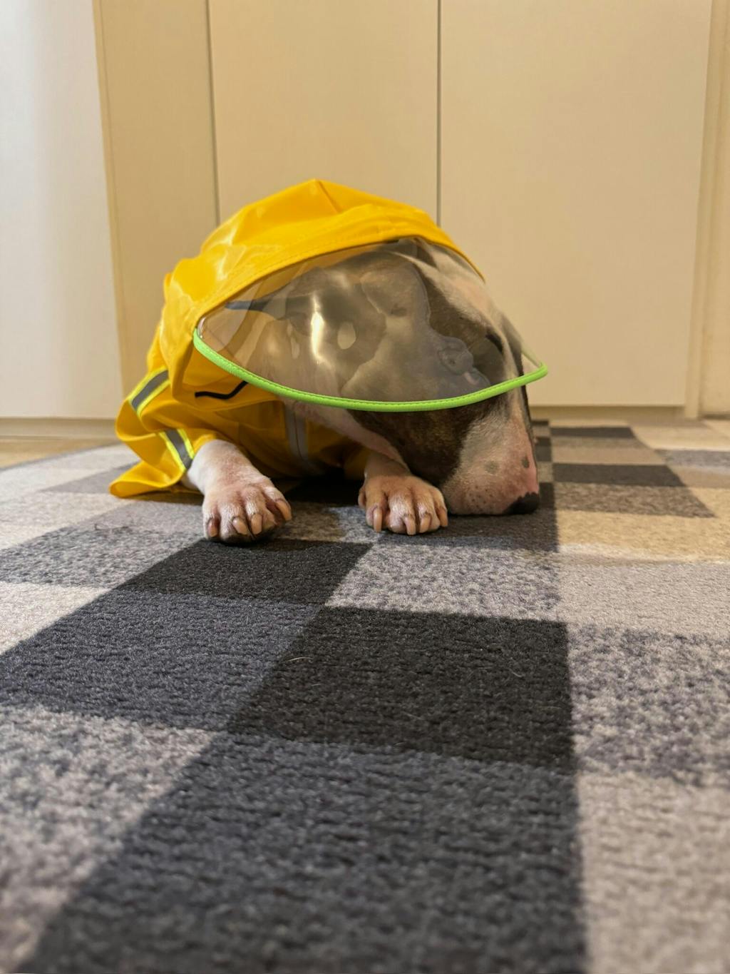 Reflective Dog Raincoat